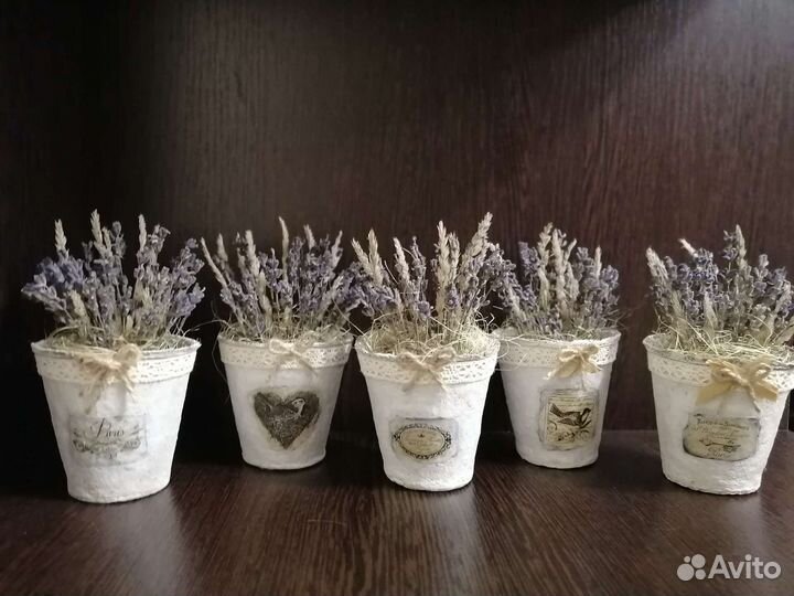 Лаванда в горшочках