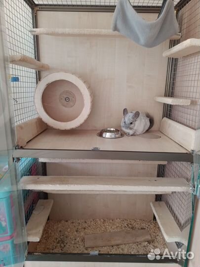 Клетка для шиншиллы и шиншилла