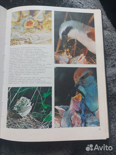 Книга Мир лесных птиц