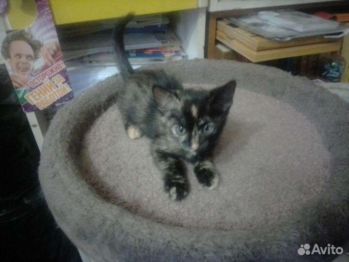 Кошка в дар бесплатно