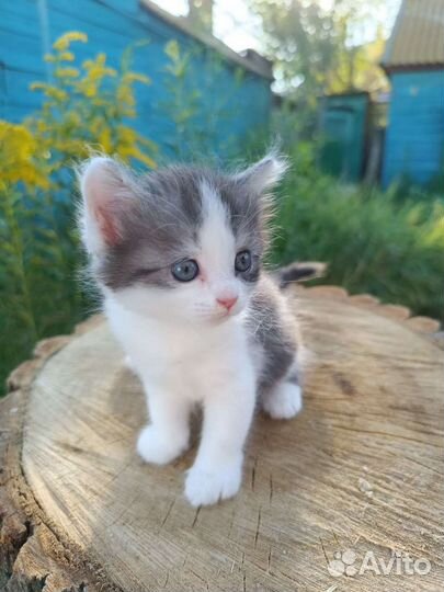 Котенок - девочка