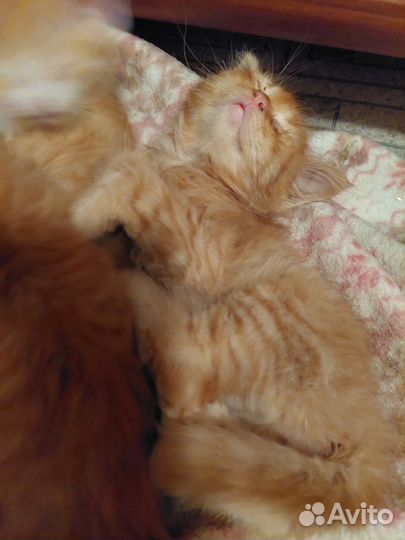 Рыженький котейка в добрые руки