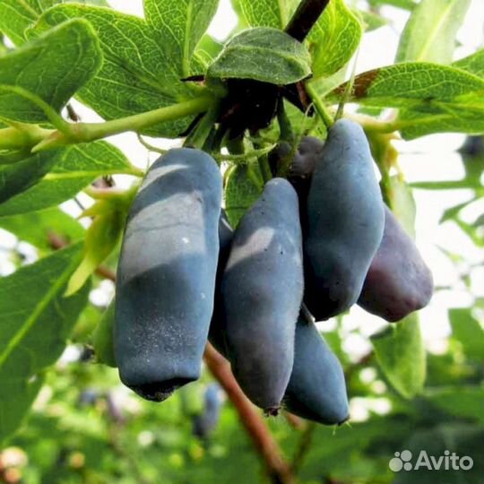 Саженцы жимолости Лакомка