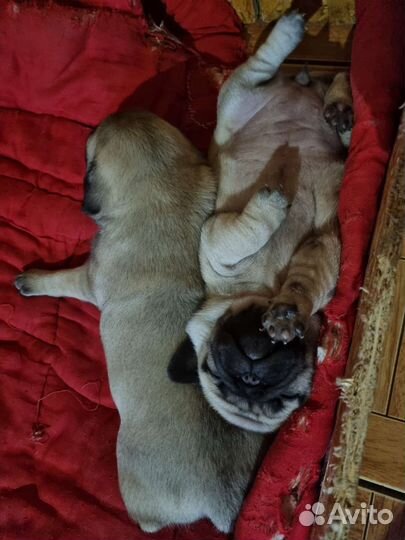 Щенки мопса девочки