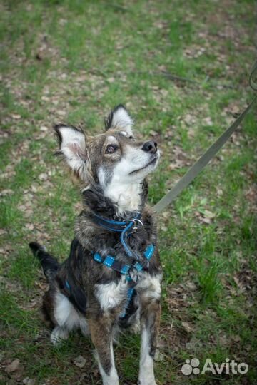 Миниатюрной собачке не место в приюте