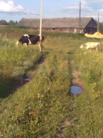 Участок 1,47 га (ИЖС)