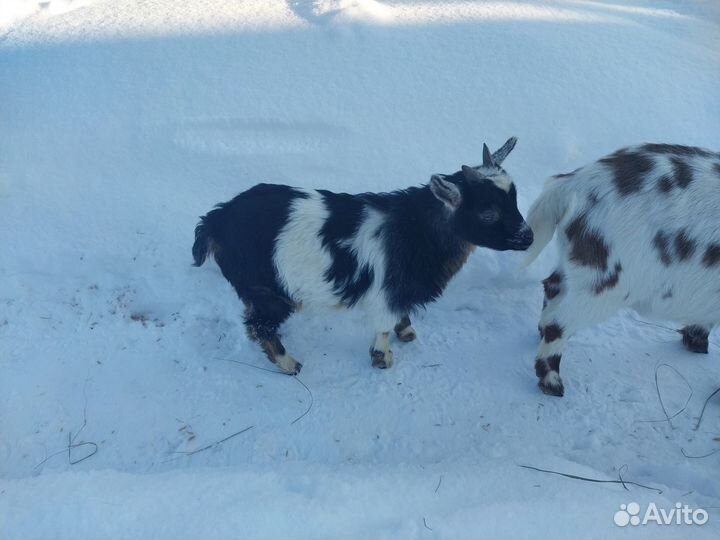 Нигерийский козлёнок