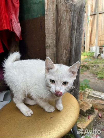 Кот в добрые руки