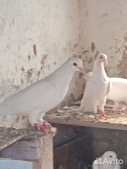 Бакинские голуби