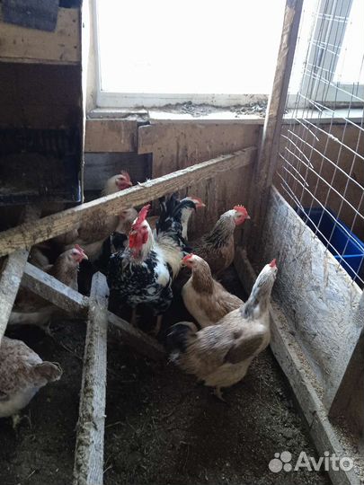 Инкубационное яйцо