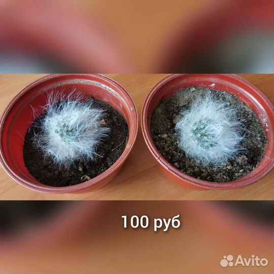 Кактусы