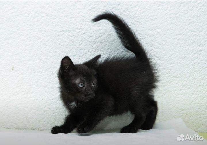 Черный котенок 1,5 месяца