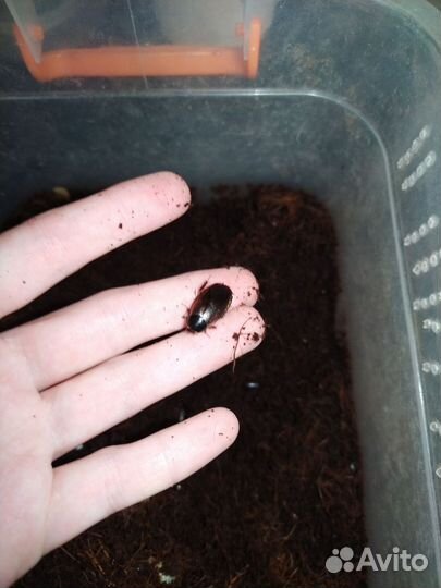 Суринамские земляные тараканы