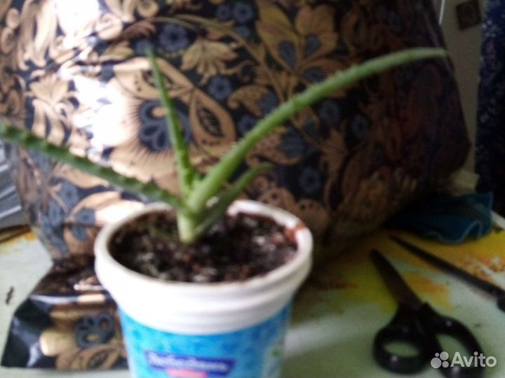 Комнатные цветы