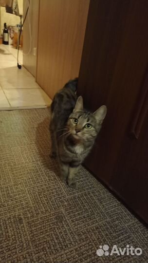 Домашние кошки
