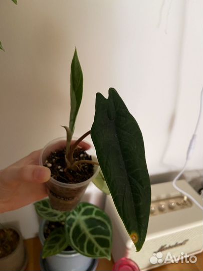 Клубень алоказии скальпрум