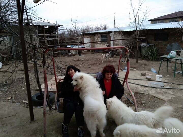 Самоед вязка питомник Северное Сияние 