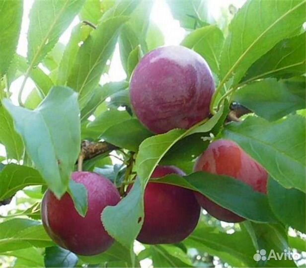 Саженцы малина, слива