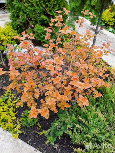 Саженцы пузыреплодника калинолистного