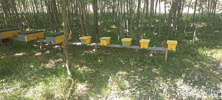 Продам пчелопакет