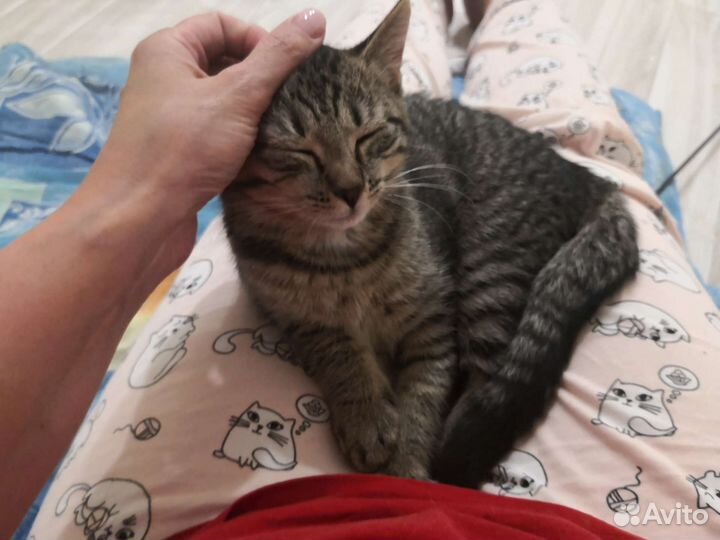 Котенок ищет дом