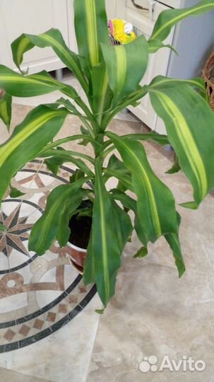 Пальма драцена вариегатная