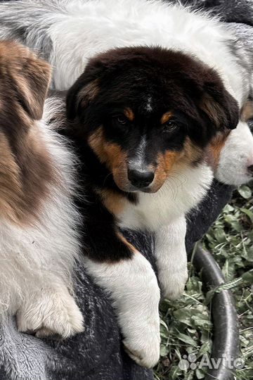 Щенок.Австралийская овчарка.Мальчик