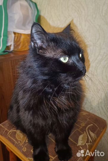 Кот ищет дом