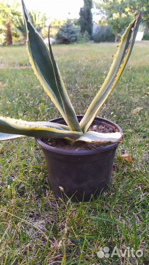 Агава американская (century plant)