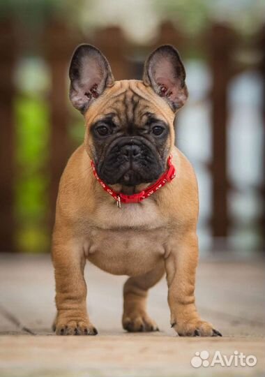 Рыжие щенки французики