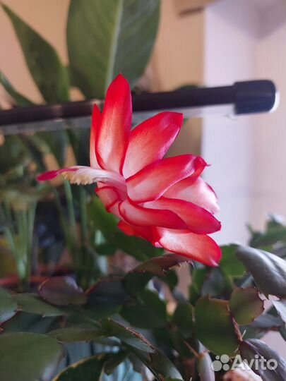 Декабрист розово- белый и красный