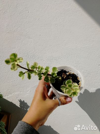 Суккуленты и кактусы