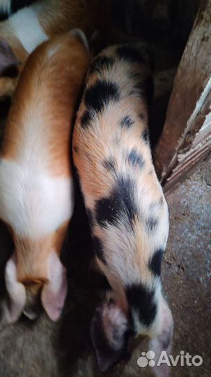 Поросята, свиньи