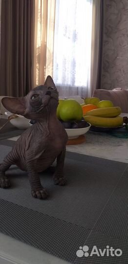 Донской сфинкс