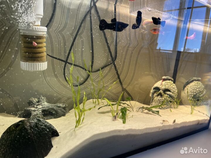 Аквариум 60л