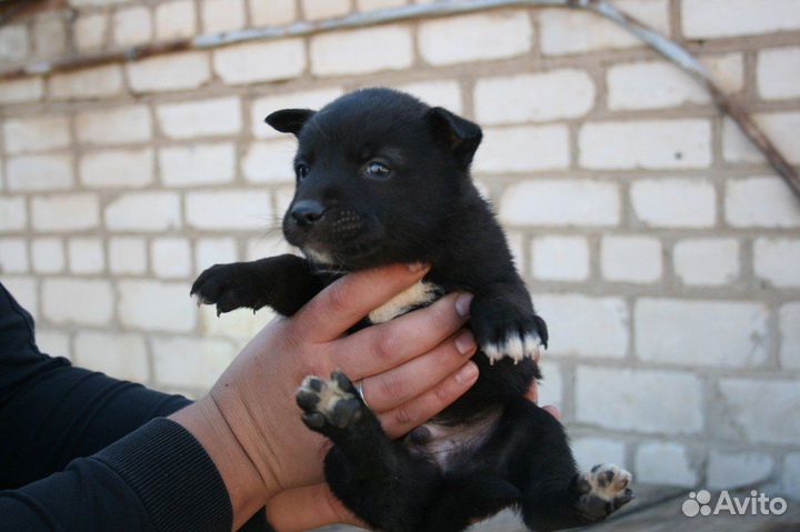 Щенок в добрые руки