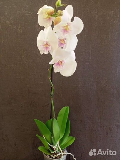 Орхидея Биг-Лип цветок 