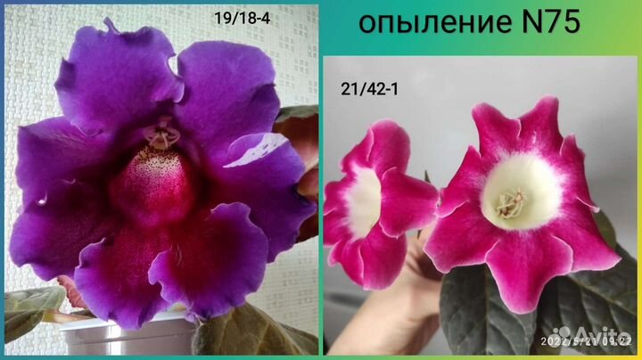 Семена глоксиний - 2