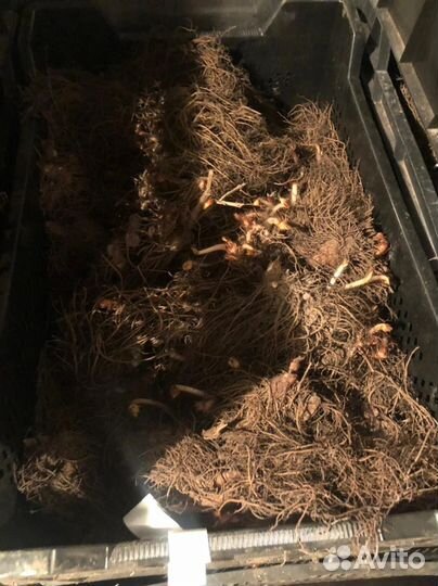 Астильба клубни оптом. Голландия