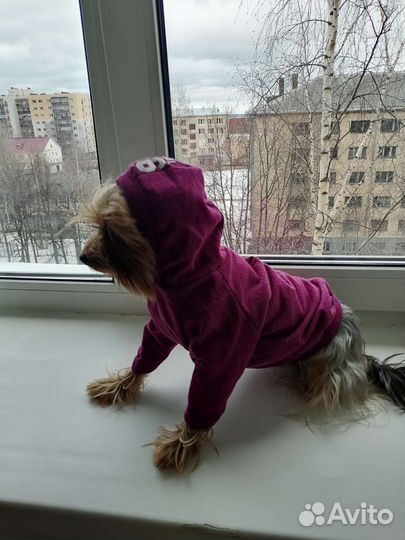 Толстовка для собак