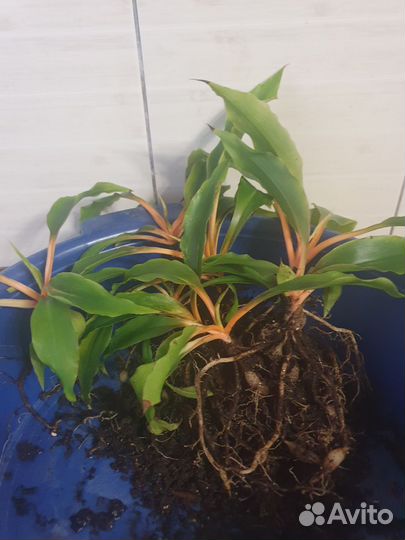 Хлорофитум грин оранж