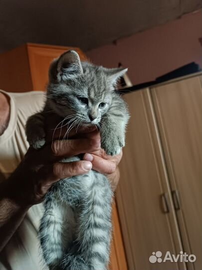 Британские вислоухие котята