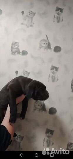 Американский булли xl