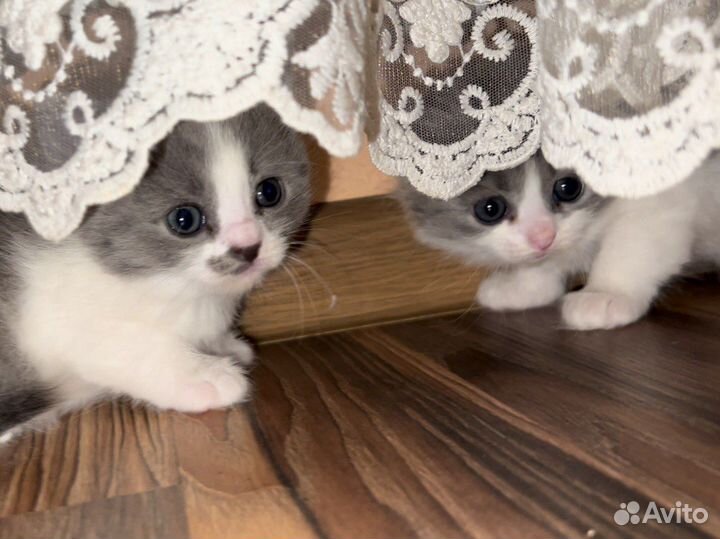 Котята в добрые руки бесплатно