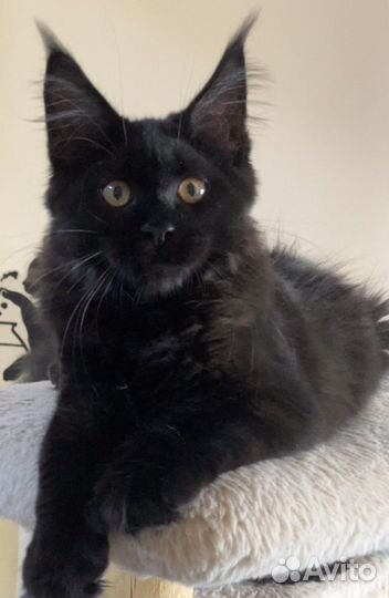 Потрясающая девочка мейн-кун