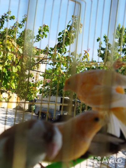 Певчие птицы