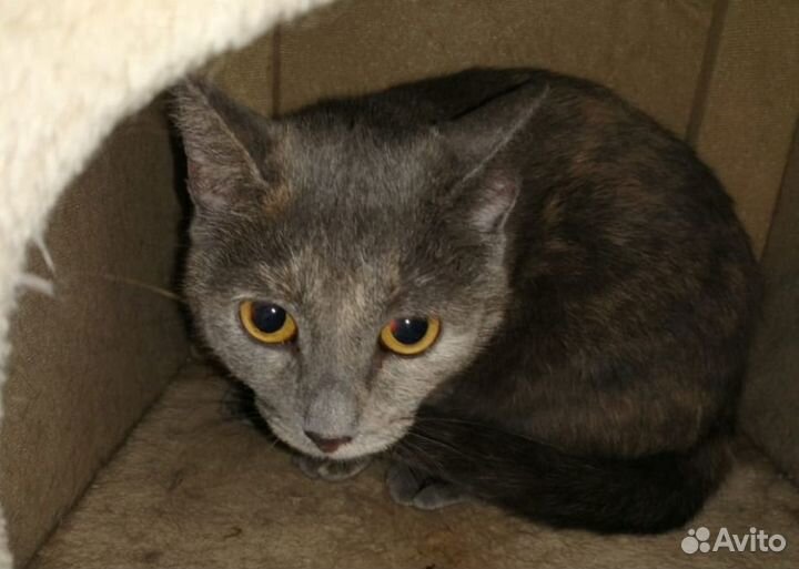 Кошка в добрые руки. Алиса, скромница с бантиком