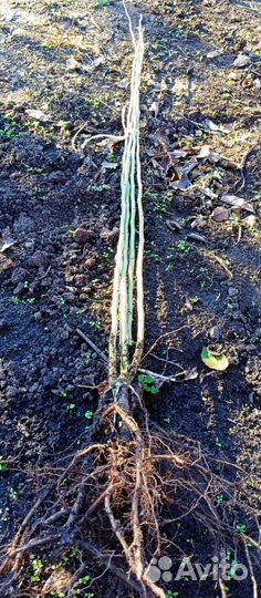 Продам саженцы боярышника Пауль Скарлет