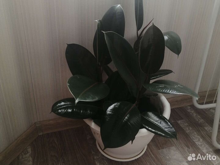 Фикус эластика абиджан 3 ствола