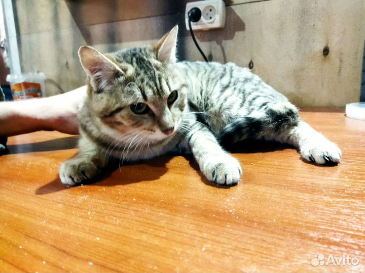 Кошка котенок кот Ваня в дар